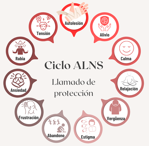 Representación del ciclo de las Autolesiones no suicidas: 1. Autolesión 2. Alivio 3. Calma 4. Relajación 5. Vergüenza 6. Estigma 7. Abandono 8. Frustración 9. Ansiedad 10. Rabia 11. Tensión. El ciclo se repite debido a que la liberación de endorfinas, cada vez que se presenta una circunstancia difícil, hace que la persona se vaya volviendo adicto a esta generación de opioides naturales, como manejo de la situación dificil.